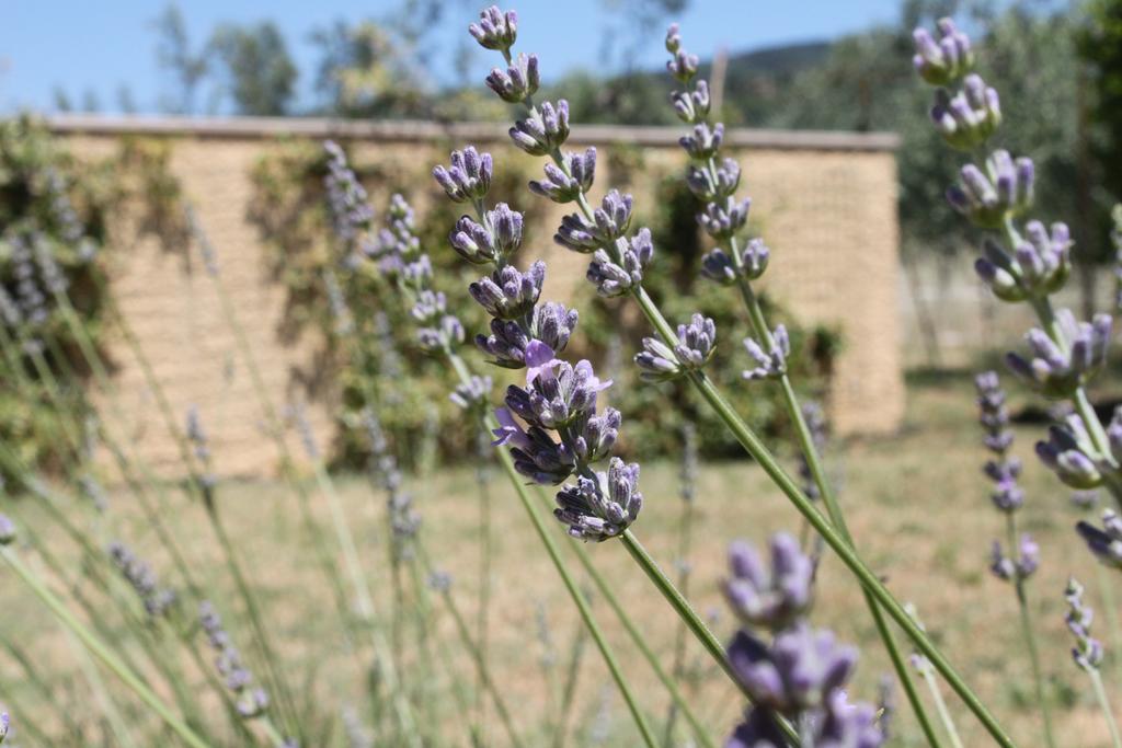 Il Piratello - Agriturismo Baldeschi Tuoro sul Trasimeno Εξωτερικό φωτογραφία
